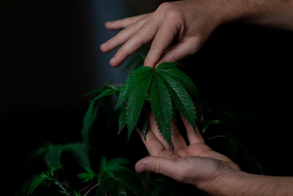 Cannabis cultivation techniques: indoor vs outdoor