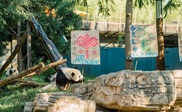 San Diego Zoo Welcomes New Pandas from China in a Sign of Friendship