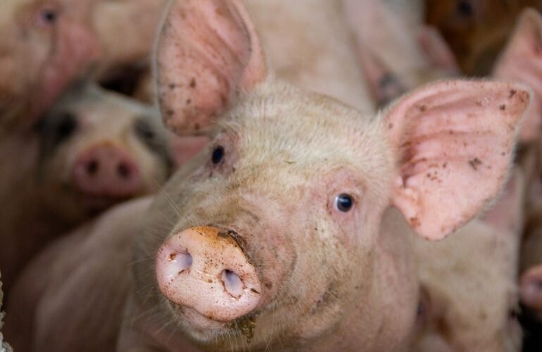 Virginia to Study Animal Testing Practices at Public Universities