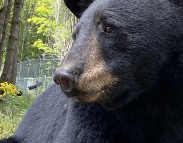 Marineland guilty of charges for keeping 3 bears in cramped quarters